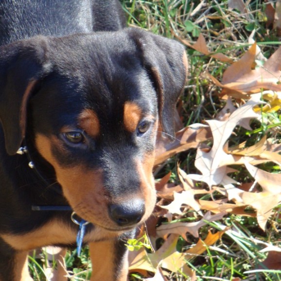 d933d82c72d67db651b49940ce74c7b1